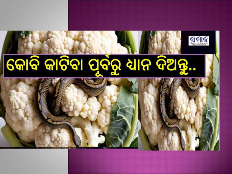 ଦେଖନ୍ତୁ ଭିଡିଓ.. କୋବିରୁ ହଠାତ୍‌ ବାହାରିଲା ସାପ, ଭାଇରାଲ୍‌ ହେଉଛି ଛାତିଥରା ଭିଡିଓ..