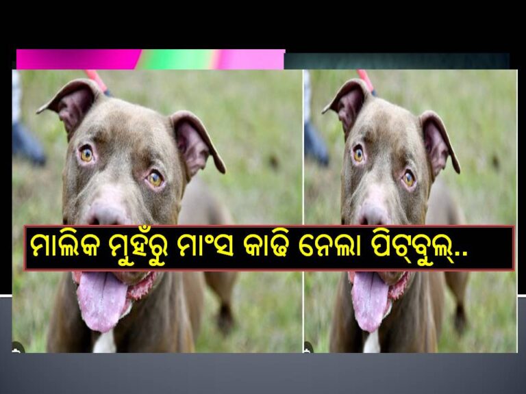 ନିଜ ମାଲିକଙ୍କୁ ଆକ୍ରମଣ କରି ମୁହଁରୁ ମାଂସ କାଢି ନେଲା ପିଟ୍‌ବୁଲ୍‌..