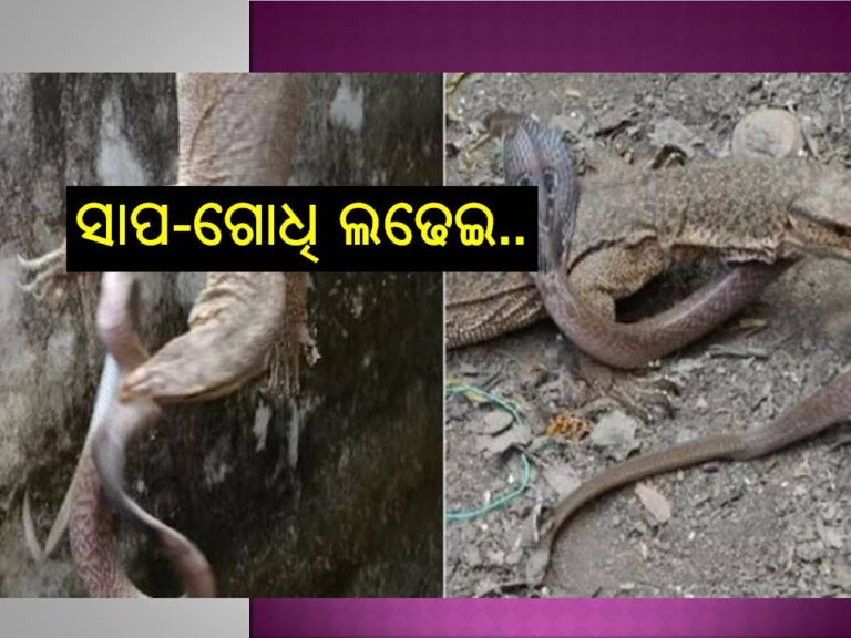 ଦେଖନ୍ତୁ ଭିଡିଓ; ସାପ-ଗୋଧିର ଭୟଙ୍କର ଲଢେଇ..