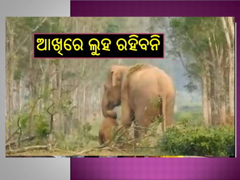 ଭିଡିଓ ଦେଖିଲେ ଆଖିରେ ଲୁହ ରହିବନି, ଛୁଆ ମରିଯିବା ପରେ ଏମିତି କଲା ହାତୀ..