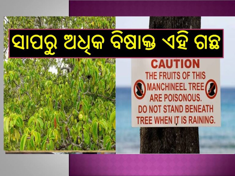 ସାପରୁ ଅଧିକ ବିଷାକ୍ତ ଏହି ଗଛ, ତଳେ ଠିଆ ହେଲେ ବି ହୋଇଥାଏ ମୃତ୍ୟୁ!