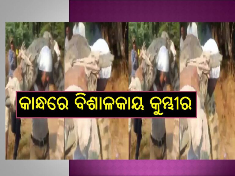 ଦେଖନ୍ତୁ ଭିଡିଓ; କାନ୍ଧରେ ୨୦ ଫୁଟ୍‌ ଲମ୍ବ, ୧୫୦ କେଜି ଓଜନର ବିଶାଳକାୟ କୁମ୍ଭୀରକୁ ନେଉଛନ୍ତି ଯୁବକ..