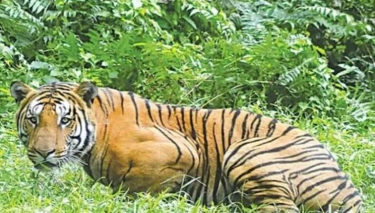 ଏନକ୍ଲୋଜରରୁ ବାହାରି ଘଞ୍ଚ ଜଙ୍ଗଲକୁ ଗଲା ବାଘୁଣୀ ଜୀନ୍ନତ