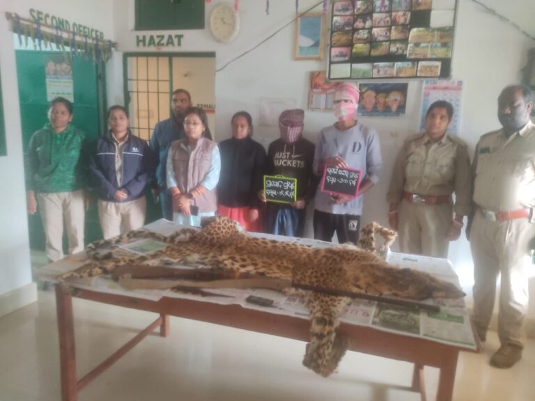 କଲରାପତରିଆ ବାଘ ଛାଲ ସହ ଦେଶୀ ବନ୍ଧୁକ ଜବତ, ଦୁଇ ଗିରଫ 