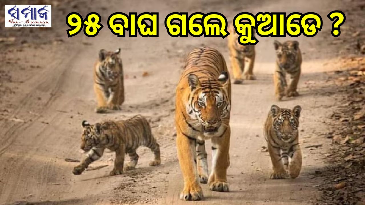 ବର୍ଷକରେ ୨୫ ବାଘ ନିଖୋଜ, ତଦନ୍ତ ଆରମ୍ଭ