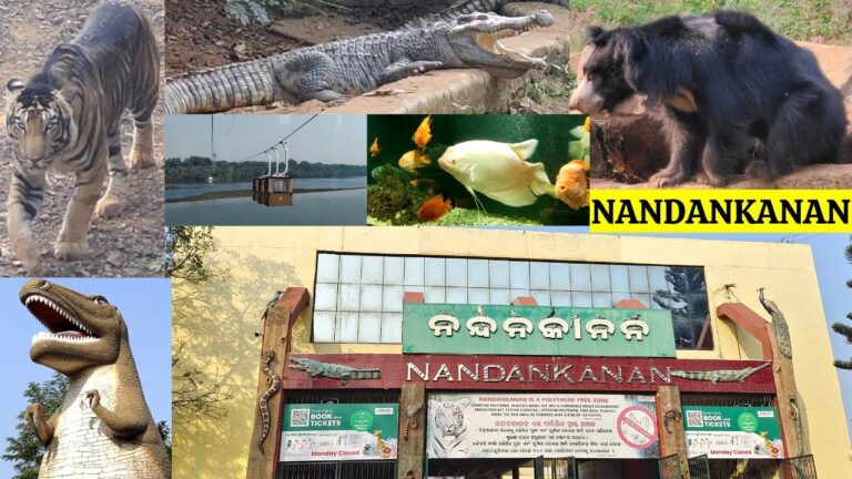 ନନ୍ଦନକାନନରେ ନୂଆ ଅତିଥି: ଆଜି ହାଇଦ୍ରାବାଦ ଯିବେ ୫ ପ୍ରଜାତିର ୧୩ ଜନ୍ତୁ