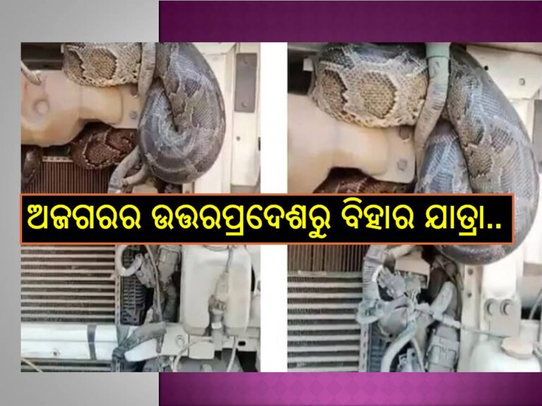 ଦେଖନ୍ତୁ ଭିଡିଓ ; ଟ୍ରକରେ ଲୁଚି ଉତ୍ତରପ୍ରଦେଶରୁ ବିହାର ଆସିଲା ବିଶାଳକାୟ ଅଜଗର..