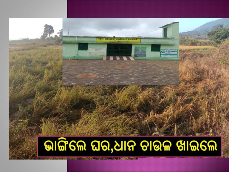 ଜଙ୍ଗଲୀ ହାତୀଙ୍କ ଉପଦ୍ରବ; ଭାଙ୍ଗିଲେ ଘର,ଧାନ ଚାଉଳ ଖାଇଲେ, ବିଭିନ୍ନ ଚାଷ ନଷ୍ଟ କଲେ
