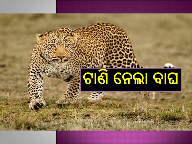 ଘରକୁ ଫେରୁଥିଲେ; ରାସ୍ତାରୁ ଯୁବକଙ୍କୁ ଟାଣି ନେଲା ବାଘ