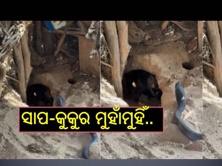 ଦେଖନ୍ତୁ ଭିଡିଓ; ନାଗସାପ-କୁକୁର ମୁହାଁମୁହିଁ, ଆଉ ତା’ପରେ..