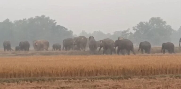 ନୀଳଗିରିକୁ ପଶିଲେ ୫୫ ଟିକିଆ ଝାଡ଼ଖଣ୍ଡୀ ହାତୀ, ଆତଙ୍କିତ ଲୋକେ