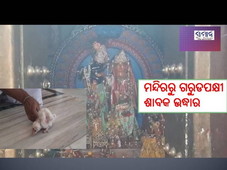 ଦେଖନ୍ତୁ ଭିଡିଓ; ରାଧାକୃଷ୍ଣ ମନ୍ଦିରରୁ ଗରୁଡପକ୍ଷୀ ଶାବକ ଉଦ୍ଧାର