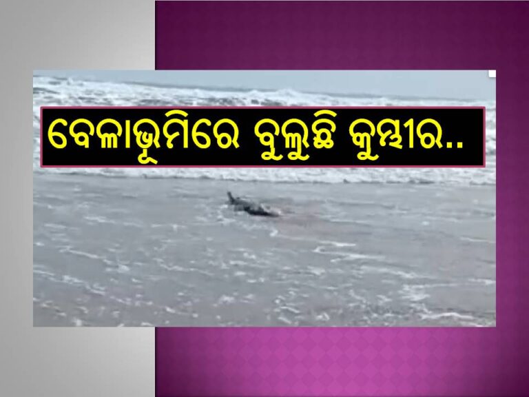 ଦେଖନ୍ତୁ ଭିଡିଓ; ଜଗତସିଂହପୁର ଶିଆଳି ବେଳାଭୂମିରେ କୁମ୍ଭୀର, ଅଞ୍ଚଳବାସୀ,ପର୍ଯ୍ୟଟକ ଭୟଭୀତ..