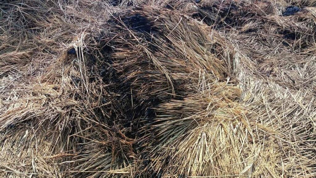 ଖଳାରେ ନିଆଁ ଲାଗି ଧାନ ଫସଲ ନଷ୍ଟ