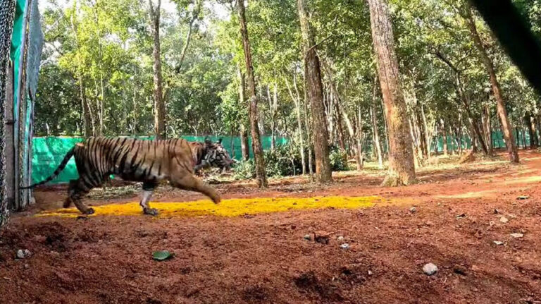 ଟ୍ରାଙ୍କୁଲାଇଜ୍‌ ପରେ ଜନ୍ତାରେ ବାଘୁଣୀ ‘ଜିନ୍ନତ’: ଆଲିପୁରରେ ସ୍ଵାସ୍ଥ୍ୟ ପରୀକ୍ଷା ପରେ ଫେରିବ ଶିମିଳିପାଳ