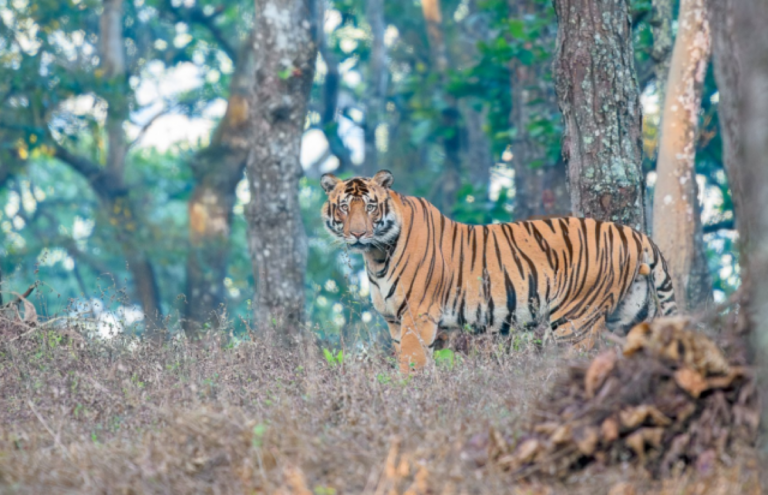 ଶିମିଳିପାଳରେ ବାଘଙ୍କୁ ଜଗିବ ୧୨୦ଟି କ୍ୟାମେରା