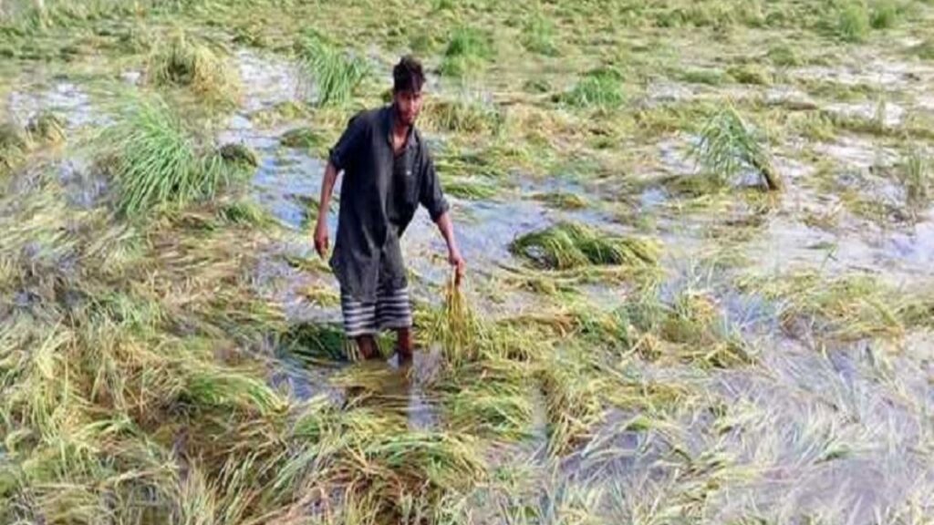 ଫସଲ କ୍ଷତି ଆକଳନ ବୈଠକ ଆଜି: ପୋର୍ଟାଲରେ ଆବେଦନ କରନ୍ତୁ କ୍ଷତିଗ୍ରସ୍ତ ଚାଷୀ