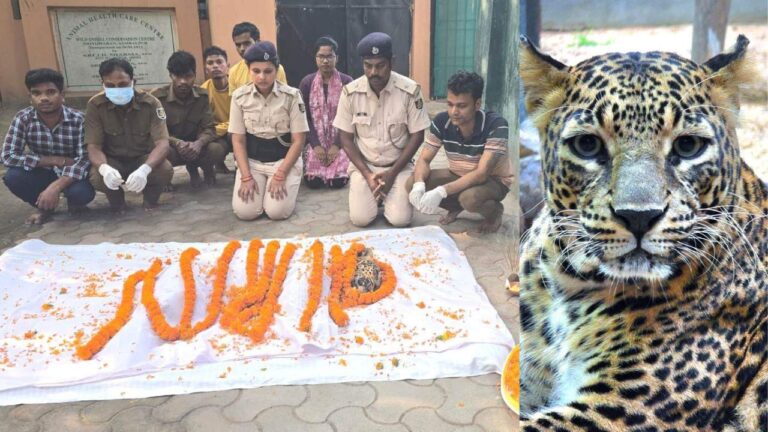 ସମ୍ବଲପୁର ଚିଡ଼ିଆଖାନା ‘ରାଣୀ’ର ମୃତ୍ୟୁ 