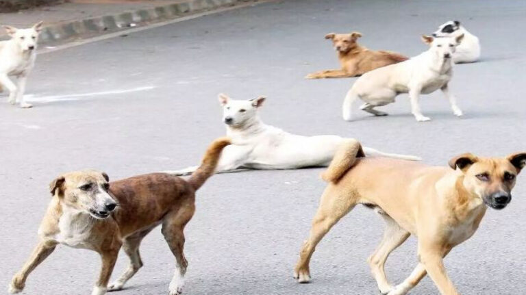 ଶିଶୁ କନ୍ୟାକୁ ଝୁଣି ମାରିଲେ ବୁଲାକୁକୁର