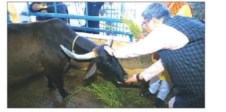 ପଣ୍ଡିତ ଗୋପବନ୍ଧୁ ଦାସଙ୍କ ସଂସ୍କାରର ତତ୍ତ୍ବ ଥିଲା ଗୋ-ସେବା