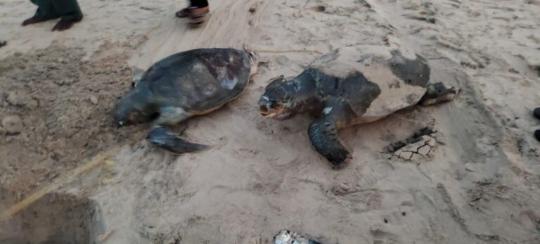 ପୁଣି ଗୋପାଳପୁର ବେଳାଭୂମିରୁ ଉଦ୍ଧାର ହେଲା ୪ ମଲା କଇଁଛ