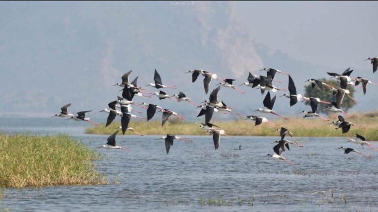 ହୀରାକୁଦ କୃତ୍ରିମ ହ୍ରଦକୁ ରେକର୍ଡ଼ ସଂଖ୍ୟକ ବିଦେଶୀ ପକ୍ଷୀ ଆଗମନ 