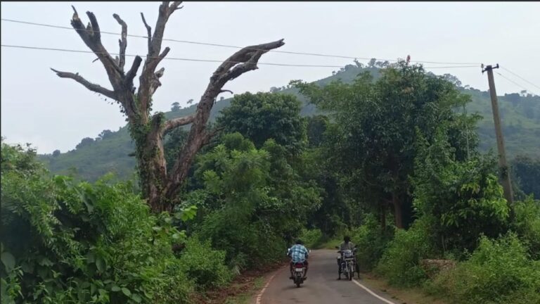 ରାସ୍ତାରେ ଯମ ହୋଇ ଜଗିଛି ଶୁଖିଲା ଆମ୍ବ ଗଛ