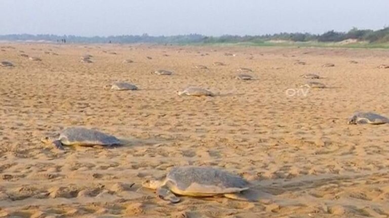 ଅଲିଭ ରିଡ୍‌ଲେଙ୍କ ଗଣ ଅଣ୍ଡାଦାନ ଆରମ୍ଭ