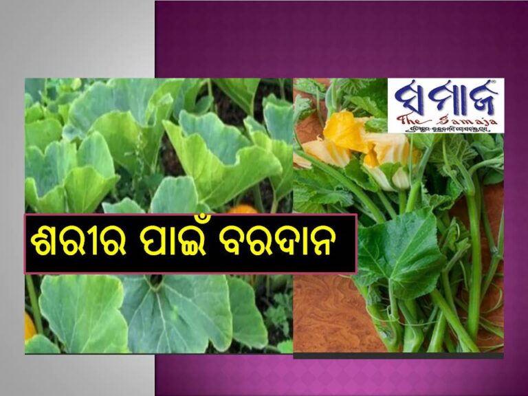 ମଧୁମେହ ଠାରୁ ଆରମ୍ଭ କରି ଥକ୍କାପଣ; ଏହି ଶାଗ ଶରୀର ପାଇଁ ବରଦାନ