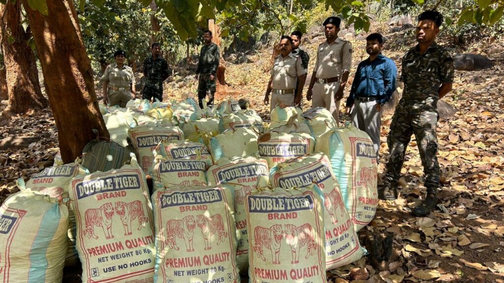 ୫ ଥାନାଞ୍ଚଳରେ ଏକକାଳୀନ ଚଢ଼ାଉ; ବିପୁଳ ପରିମାଣର ଗଞ୍ଜେଇ ଜବତ