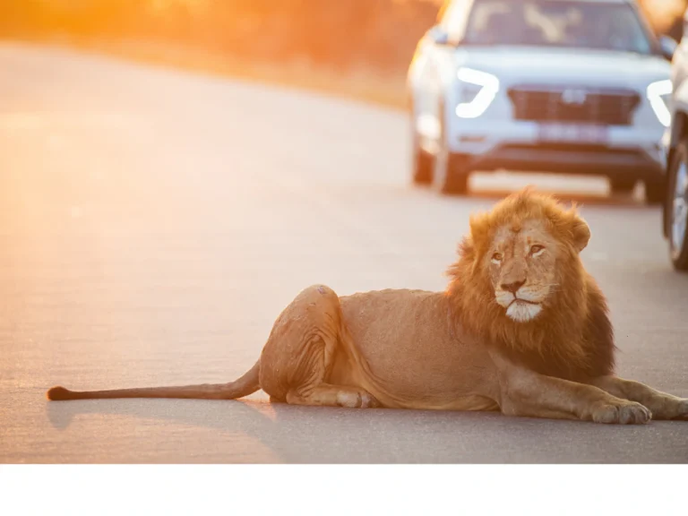 ଗୁଜରାଟ ରାସ୍ତାରେ ସିଂହ, ୧୫ ମିନିଟ ଟ୍ରାଫିକ ଜାମ୍‌