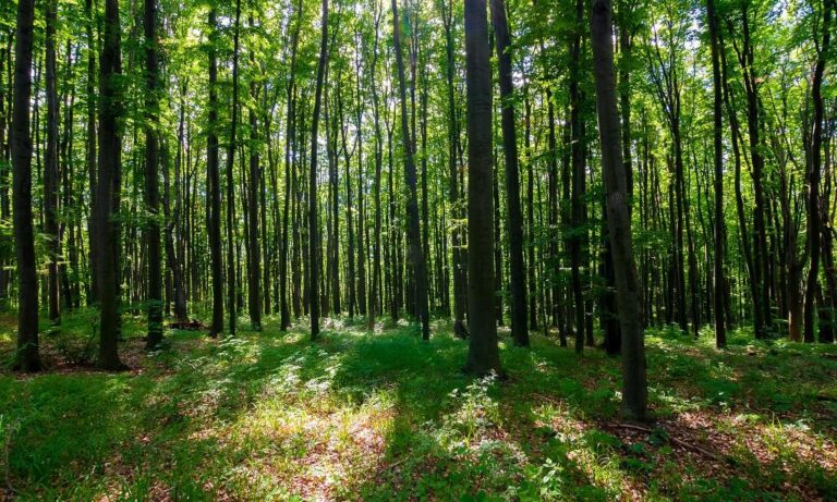 ଜଙ୍ଗଲ ଅଧିକାର ଓ ଉଚ୍ଛେଦ ଆଦେଶ