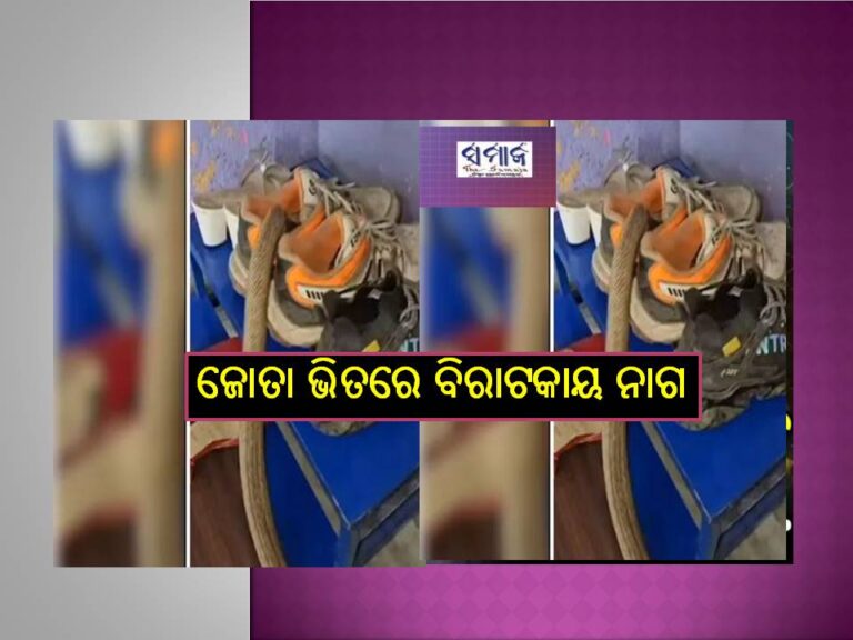 ଦେଖନ୍ତୁ ଛାତିଥରା ଭିଡିଓ ; ହଠାତ୍‌ ଜୋତା ଭିତରେ ପଶିଗଲା ବିରାଟକାୟ ନାଗ, ଆଉ ତା’ପରେ..