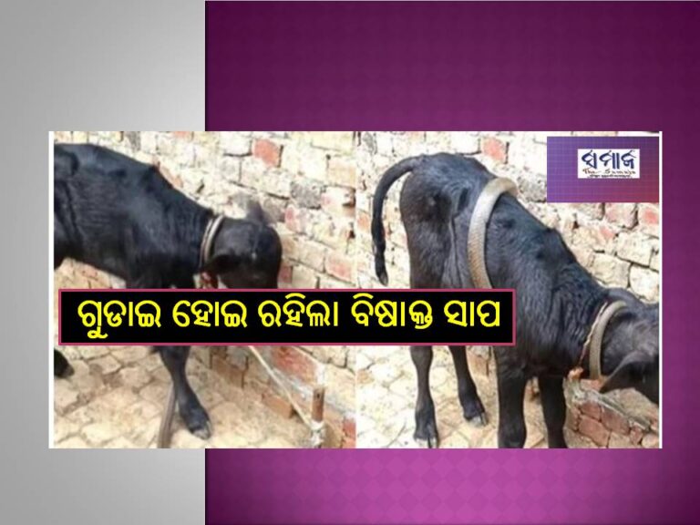 ଦେଖନ୍ତୁ ଭିଡିଓ ; ବାଛୁରୀ ଦେହରେ ଗୁଡାଇ ହୋଇ ରହିଲା ବିଷାକ୍ତ ସାପ