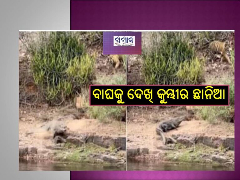 ଦେଖନ୍ତୁ ଭିଡିଓ; ବାଘକୁ ଦେଖି କୁମ୍ଭୀର ଛାନିଆ, କଲା ଏମିତି