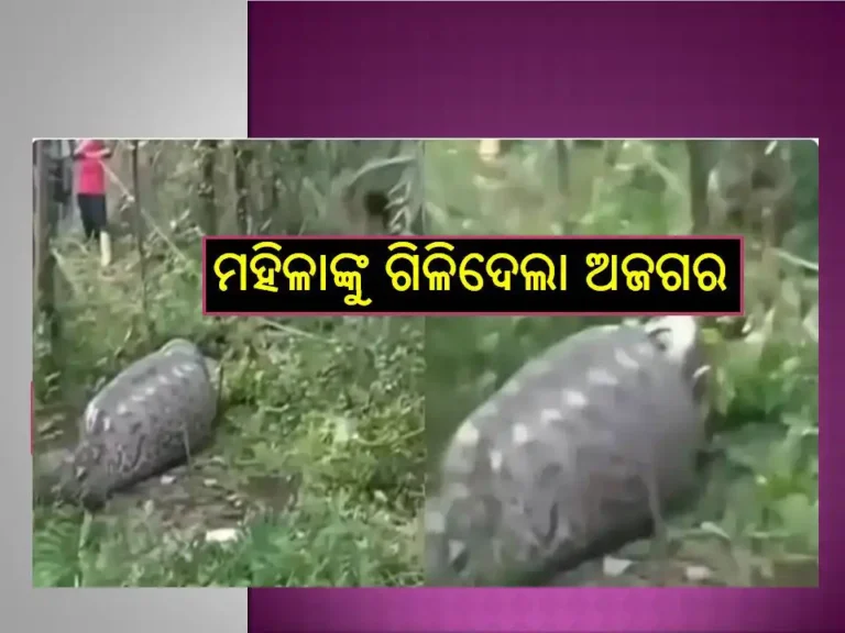 ଦେଖନ୍ତୁ ଭିଡିଓ ; ମହିଳାଙ୍କୁ ଜୀଅନ୍ତା ଗିଳିଦେଲା ଅଜଗର