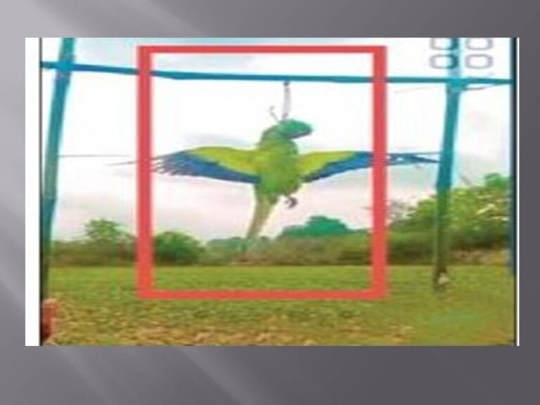 ଶୁଆକୁ ଫାଶୀ ଦେଇ ରିଲ୍ସ ତିଆରି, ୩ ଅଟକ