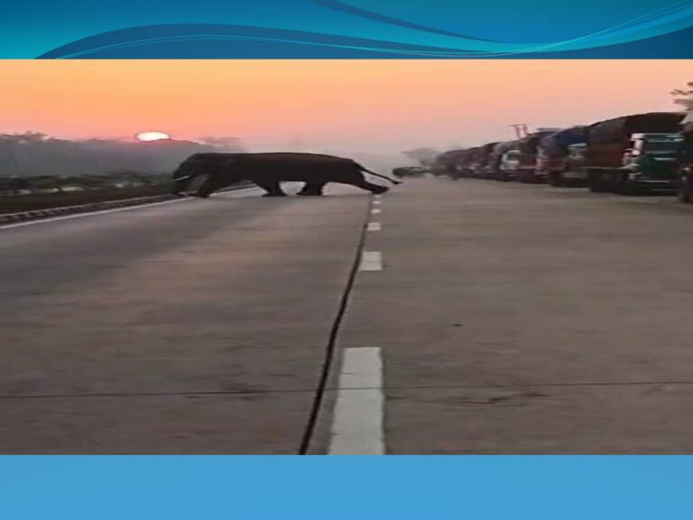 ଜାତୀୟ ରାଜପଥ ଦେଇ ରାସ୍ତା ପାରି ହେଲା ଦନ୍ତା, ଭୟଭୀତ ଲୋକେ