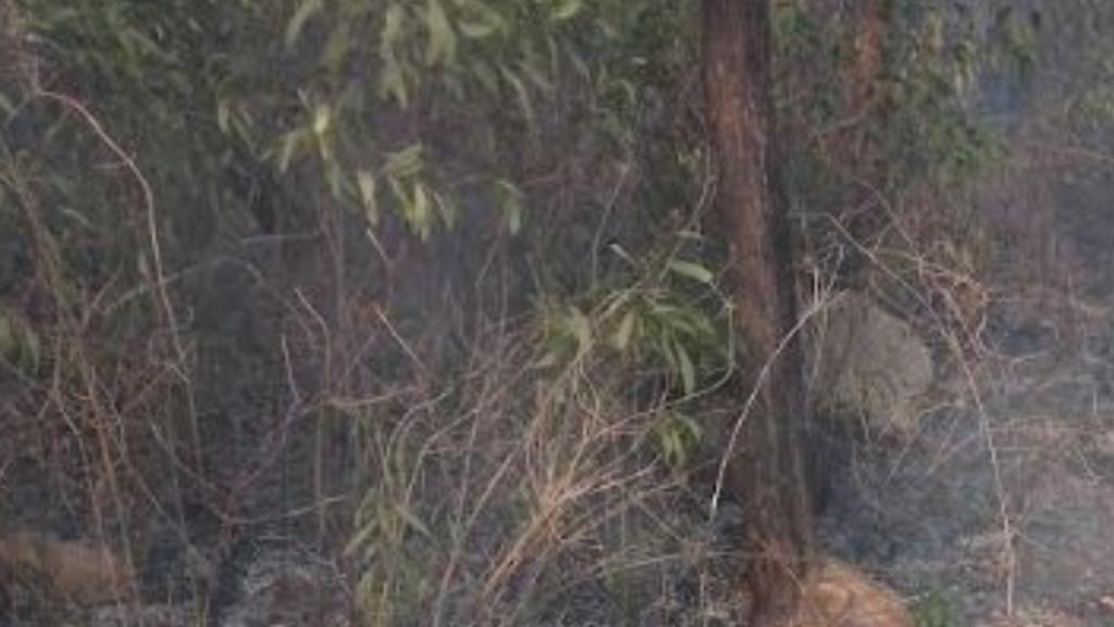 ବନାଗ୍ନିରେ ପୋଡ଼ି ଗଲା ଶହ ଶହ ୟୁକାଲିପଟାସ ଗଛ 