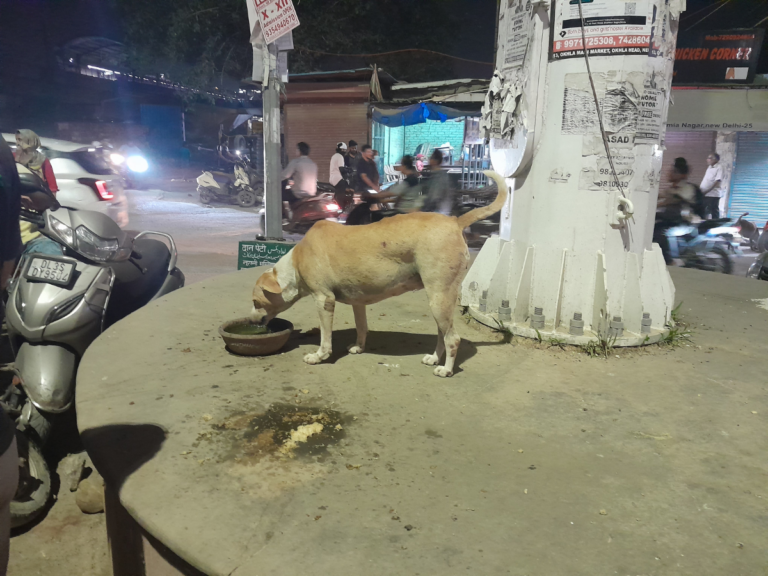 ବିଦ୍ୟୁତ୍ ଆଘାତ ଦେଇ କୁକୁରକୁ ହତ୍ୟା