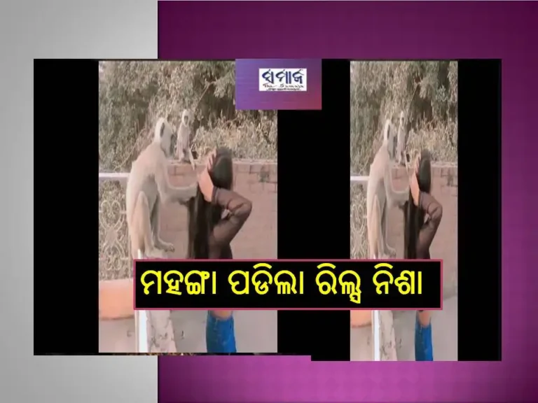 ଦେଖନ୍ତୁ ଭିଡିଓ ; ଯୁବତୀଙ୍କୁ ମହଙ୍ଗା ପଡିଲା ମାଙ୍କଡ ସହ ରିଲ୍ସ, ହେଲା ଏମିତି..