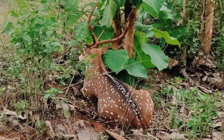 ଆହତ ଅବସ୍ଥାରେ ଚିତ୍ରା ହରିଣ ଉଦ୍ଧାର