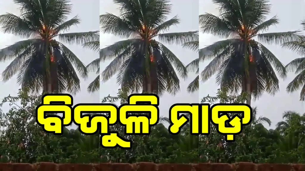  ବିଜୁଳି ମାଡରେ ଜଳିଗଲା ନଡ଼ିଆ ଗଛ