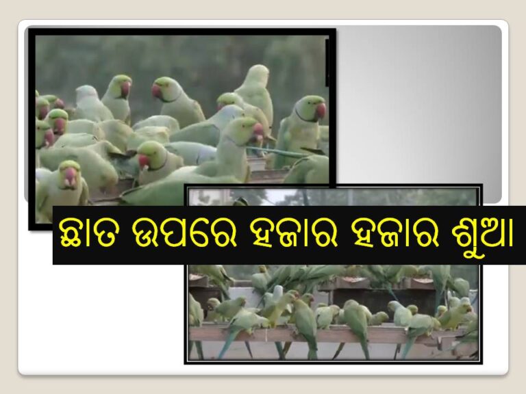 ଘର ଛାତ ଉପରେ ହଜାର ହଜାର ଶୁଆ, ଦେଖନ୍ତୁ ଭିଡ଼ିଓ