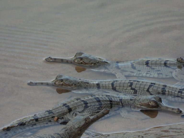 ସାତକୋଶିଆ ଗଣ୍ଡରେ ଜନ୍ମନେଲେ ୨୯ ଘଡିଆଳ ଶାବକ 