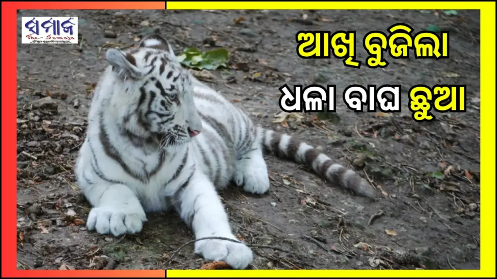 ନନ୍ଦନକାନନରେ ଧଳାବାଘ ଛୁଆର ମୃତ୍ୟୁ