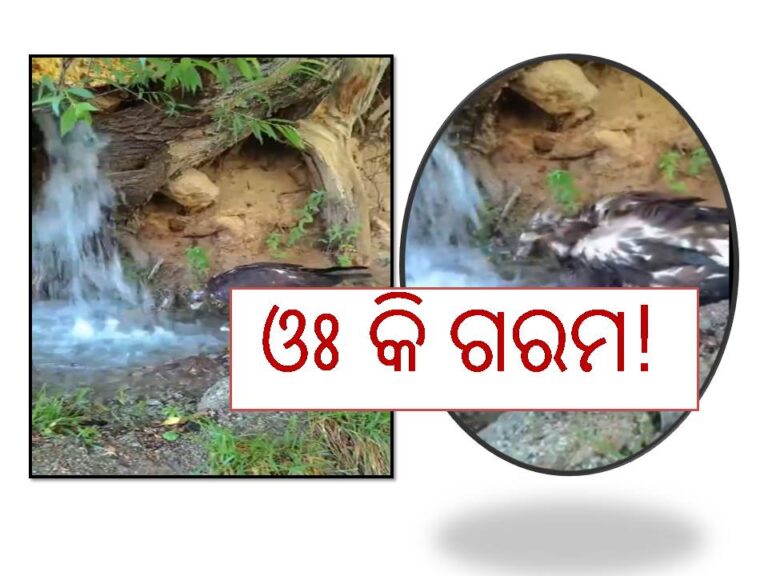 ଓଃ କି ଗରମ! ତାତିରୁ ରକ୍ଷା ପାଇଁ ‘ଚିଲ’ କଲା ଏମିତି..