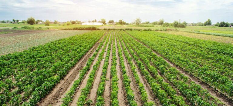 ଭାଗ ଚାଷ ଆଇନ୍ : ପଦ୍ମ ଘୁଞ୍ଚି ଚାଲିଛି