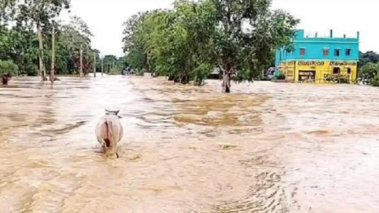 ବଢ଼ି ଓ ଜୀବନ