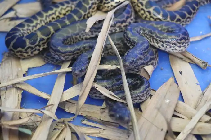 ନନ୍ଦନକାନନରେ ନୂଆ ଆନାକୋଣ୍ଡା ଅତିଥି